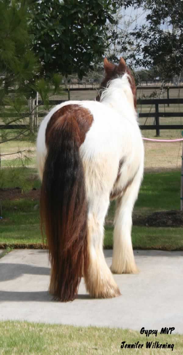 Gypsy Vanner Horse for Sale | Filly | Skewbald | Blessing